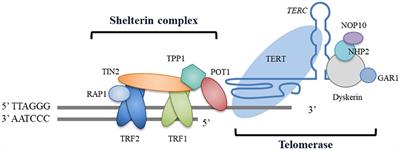 Telomere Dysfunction in Idiopathic Pulmonary Fibrosis